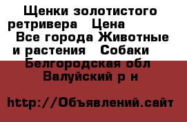 Щенки золотистого ретривера › Цена ­ 15 000 - Все города Животные и растения » Собаки   . Белгородская обл.,Валуйский р-н